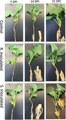 A Proteome-Level Investigation Into Plasmodiophora brassicae Resistance in Brassica napus Canola